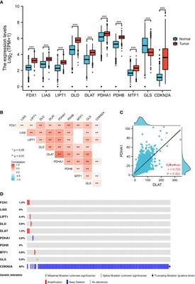 Cuproptosis-related gene expression is associated with immune infiltration and CD47/CD24 expression in glioblastoma, and a risk score based on these genes can predict the survival and prognosis of patients